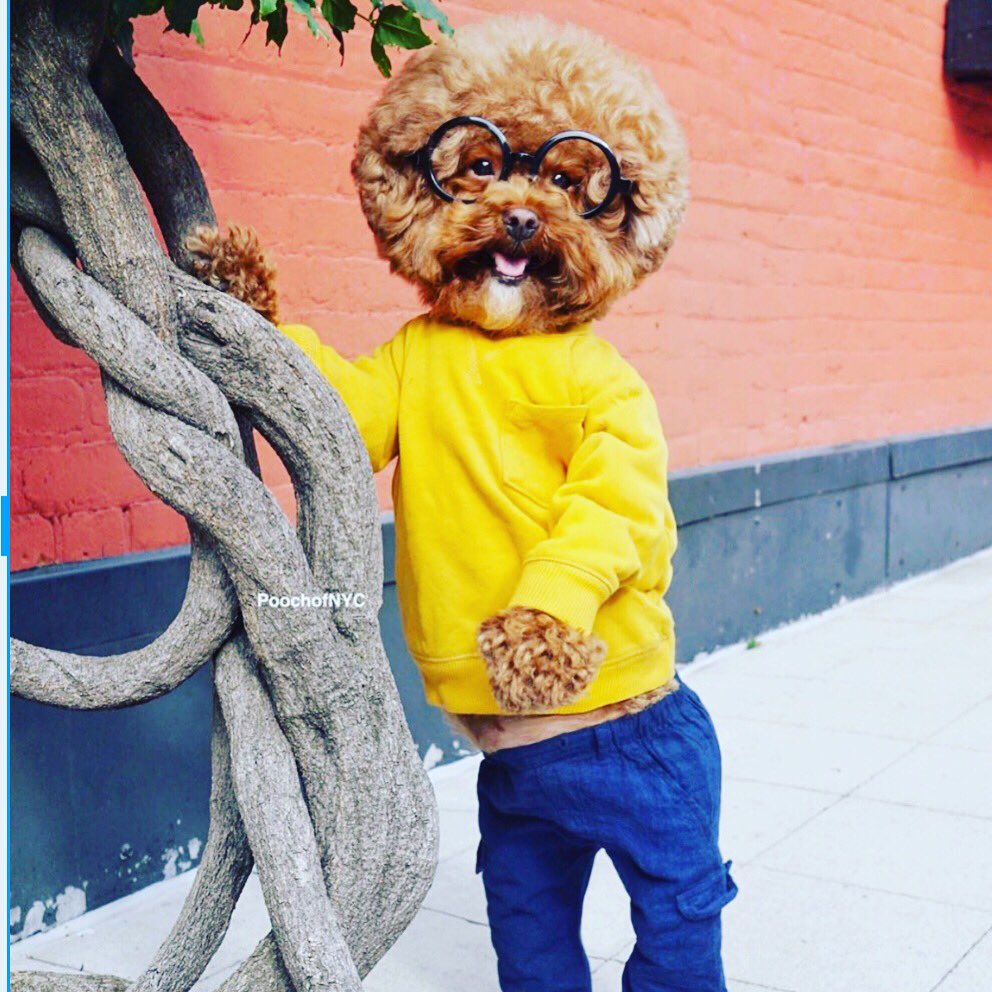 When your dog has a better wardrobe than you! 😂😂😂#DogsWithExtraordinaryJobs #Dog #cutedogs #FashionWeek #fashion