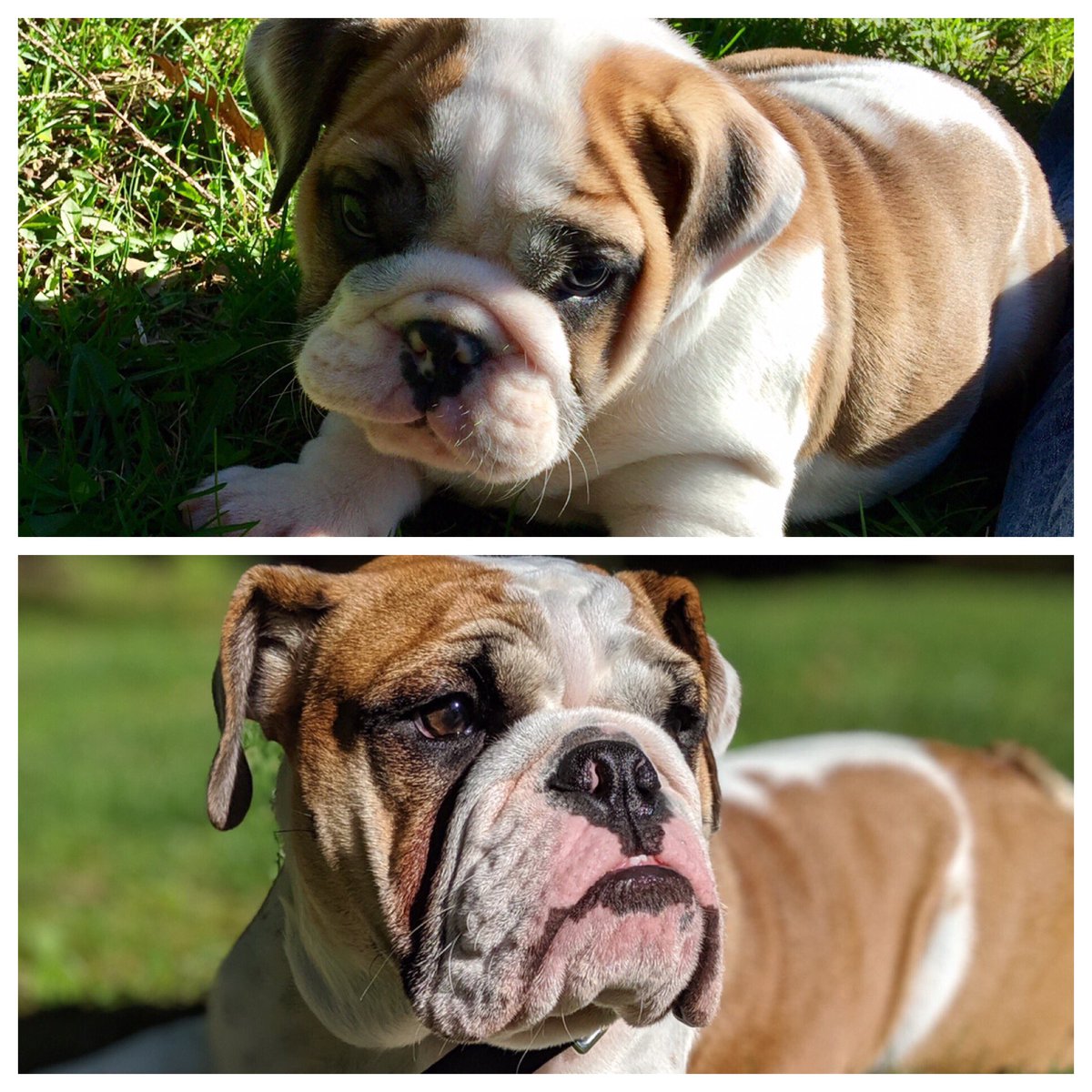 They grow so fast!😢 I went to change Trucks profile pic and here’s a then and now. Only 4 ½ months difference #theygrowsofast #bulldog #dogsoftwitter #beforeandafter