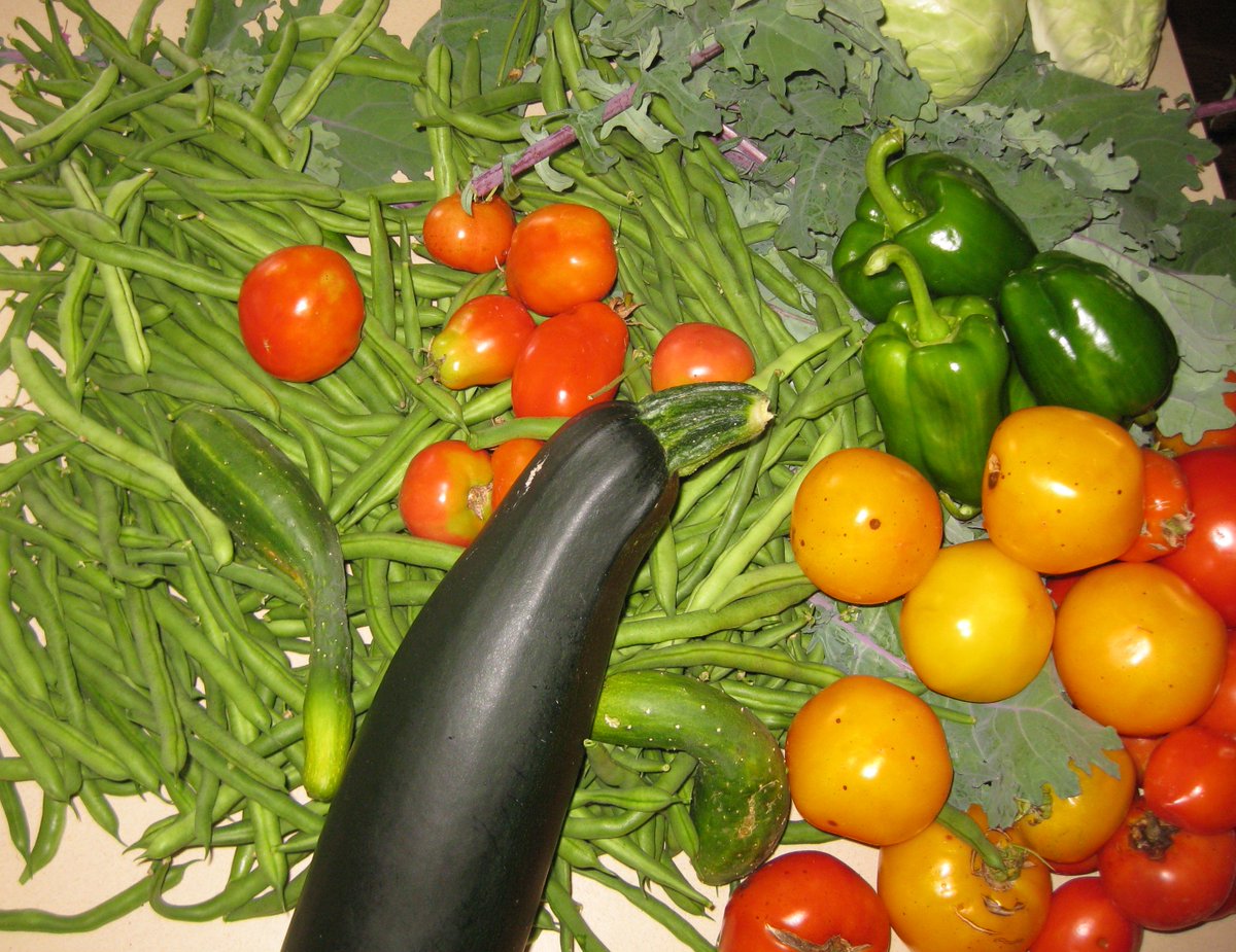 GrassrootsEnvEd's tweet photo. We had a very successful #harvest at the Dodge Farm yesterday and was able to #donate a bunch of fresh, #organic #vegetables to the local food pantry. Look at the size of that zucchini! https://t.co/8tnN0xAItE