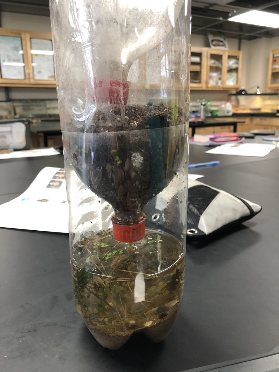 We spent yesterday collecting aquatic specimens for our ecosystems in a bottle <a href="/edUcation_frwd/">James Murray</a> #TOGAtenth <a href="/STEM_Saratoga/">@STEM_Saratoga</a>