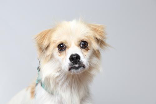 fostertoforever's tweet photo. Gumby is flexible: as long as you love him and treat him right, he'll love you back! @SHHAnimalRescue #Gumby #lhasamix #China #refugee https://t.co/XgQMOOvBh5
