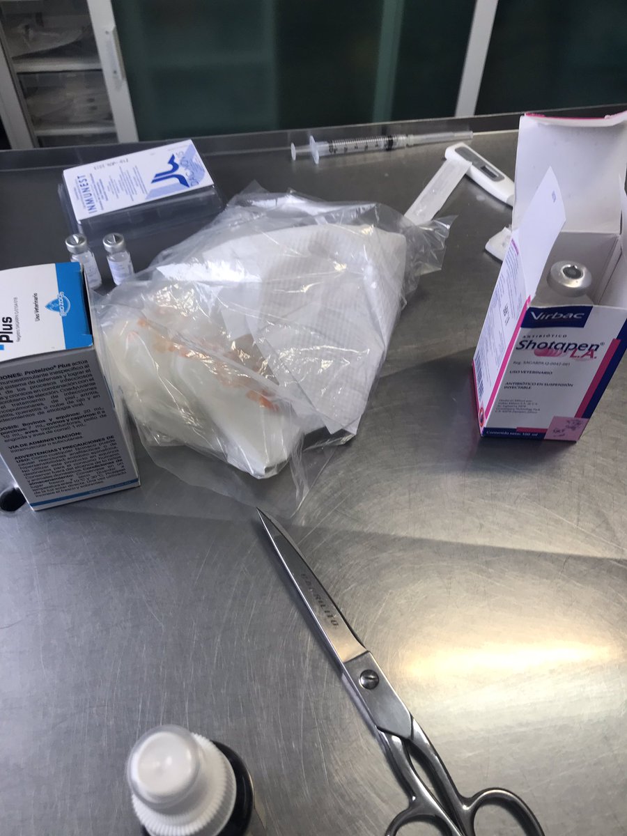 elcattus's tweet photo. No les pedimos que nos donen dinero (sí llevan gusto pueden hacerlo) lo que les pedimos que nos ayuden comprando boletos para la rifa. Se los pido de corazón pues estos gatos adultos son mi vida y son el motor de lo que representa Cattus 🧡

Cualquier duda 📞2224818278 https://t.co/VByqLUlLI3