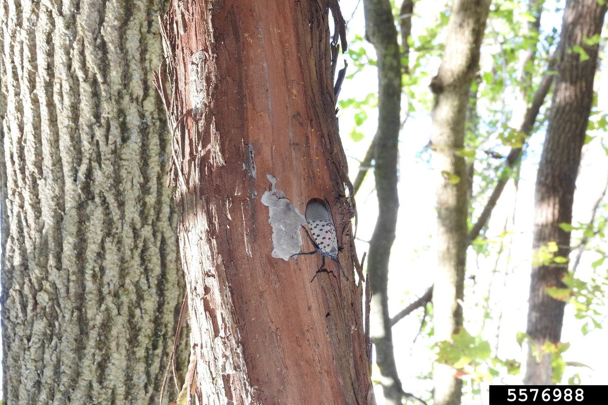 Center for Invasive Species and Ecosystem Health tweet media