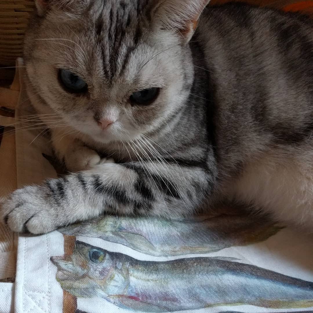 筒井大介 野分編集室 休ミさんのししゃもトート この前近所の明治屋のレジのお姉さんが ししゃも って反応したから クレヨン画なんですよ って教えたらめちゃびっくりしてて 今日も別の店員さんに ほら ししゃも クレヨンなんだって って教え