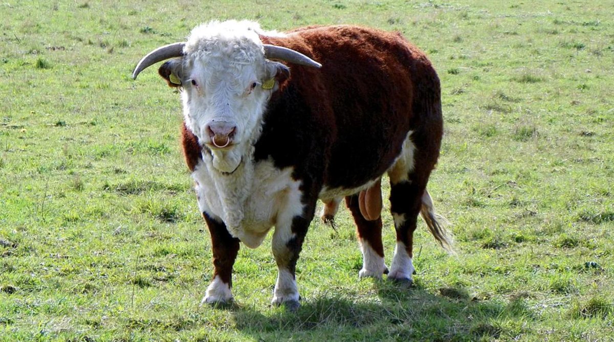 EErMr5cW4Aclv0P?format=jpg&name=medium