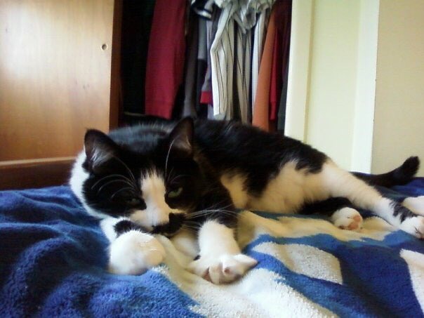 Lucky_Rozansky's tweet photo. via @MThreeRozansky: Hello everyone. Yesterday, our sweet little Lucky moved on to a better place.😢

For 17 years, he brought so much love and joy to our family. You couldn’t ask for a better pet than Lucky. Heaven now has a new angel.😇

Rest In Peace Lucky.🐱❤️ https://t.co/VKzY0Y7Irm