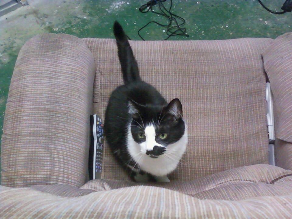 Lucky_Rozansky's tweet photo. via @MThreeRozansky: Hello everyone. Yesterday, our sweet little Lucky moved on to a better place.😢

For 17 years, he brought so much love and joy to our family. You couldn’t ask for a better pet than Lucky. Heaven now has a new angel.😇

Rest In Peace Lucky.🐱❤️ https://t.co/VKzY0Y7Irm