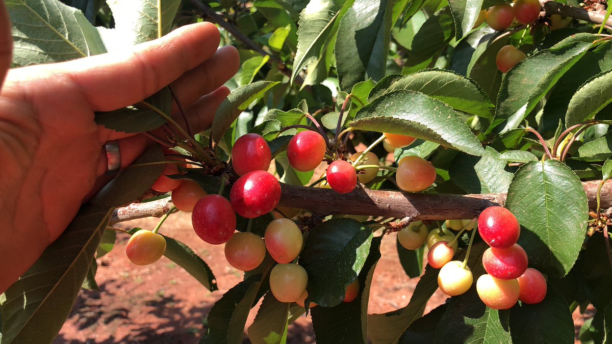 EastesGert's tweet photo. Cherries are coloring up nicely. #Cherryridge @JOSimsCherries @Matschullman @simscos @WandileSihlobo https://t.co/wEVqphwx9o