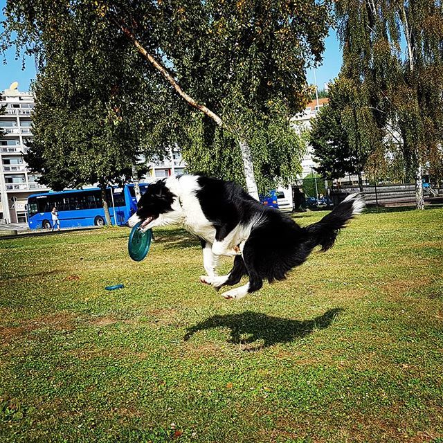 blogmiperromola's tweet photo. Brea #flotando para atrapar el #frisbee #discdog #bordercollie #ingravity
.
.
#dogsofinstagram #doglove #galicia #follow4followback #perro #summer #dogsofinstagram #acoruña #doglover https://t.co/aEYxDTC4xg