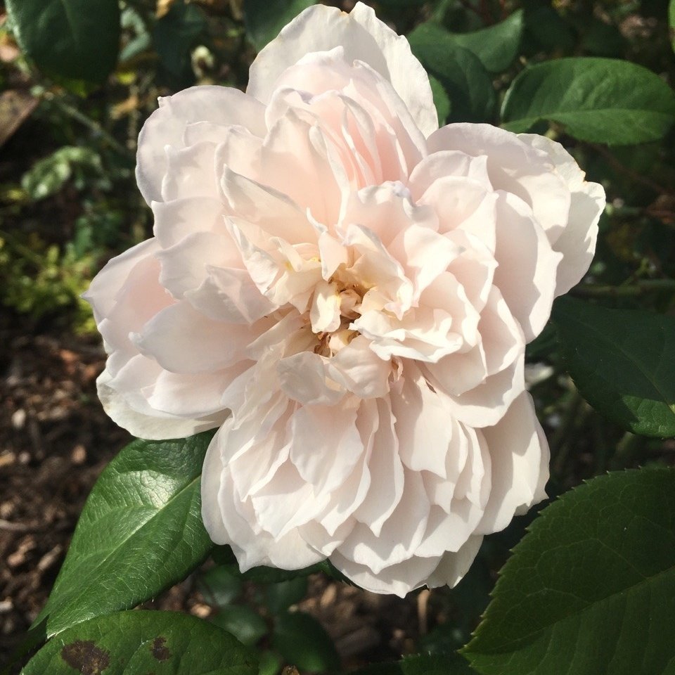 LXM800's tweet image. #NewProfilePic: -ˏˋ君が置いてったものばっかが 僕のすべてになったの！ˎˊ˗  ໋۫࣪ᤣ⃔⃕❏