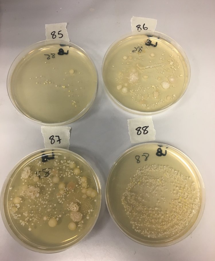 Did you attend the #uoyopenday on Sunday and see what bacteria was growing on your hands? Here are the results! 🦠🔬🧫 #biologyatyork #microbiology