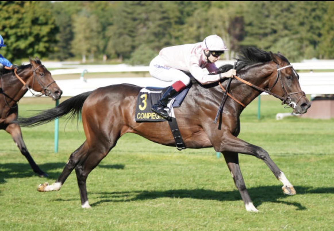 Arqana Pur Sang Ventes Aux Enchères Chevaux - 