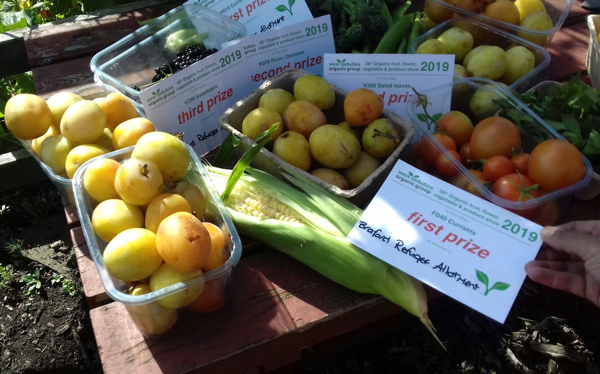 Lovely session at #BradfordRefugeeAllotment - harvested plums, toms, sweetcorn, broccoli, beans &amp; more - and celebrated our success <a href="/WYOG_org/">WY Organic Group</a> Show. Also great news that two participants have gained settled status - fab. #Organic #healthy #GYO @FCFCG #RefugeesWelcome #Bradford