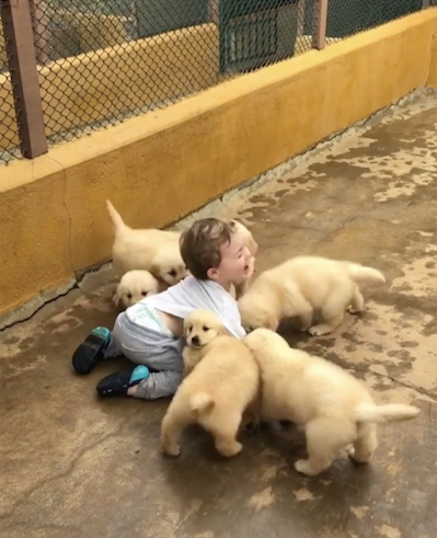 toddler in puppy cuddle puddle