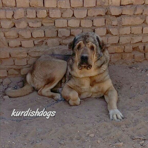 Kurdish Dog Breed
Pejdar Dog
Pshdar Dog
Kurdish Mastiff
#pejdar
#kurdishdog
#kurdish_dog
#pshdar
#mesopotamia
#kurdish_mastiff
#assyrian
#pshdar_dog
#pejdar_dog
#pzhdar
#peshdar
#pezhdar
#سه_گی_پشده_ری
#پشدر
#پژدر
#سگ