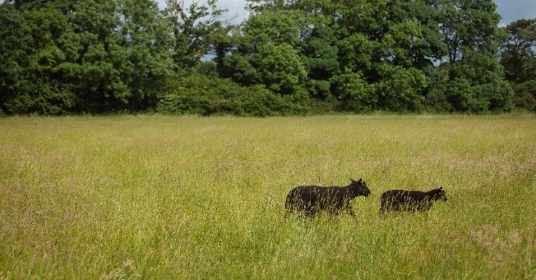 Whatever the weather … stay with us for a country escape, explore The Cotswolds by bike or on foot, or simply take a tour of our kitchen garden, farm and water-meadows. ow.ly/rX2n50vzrzw