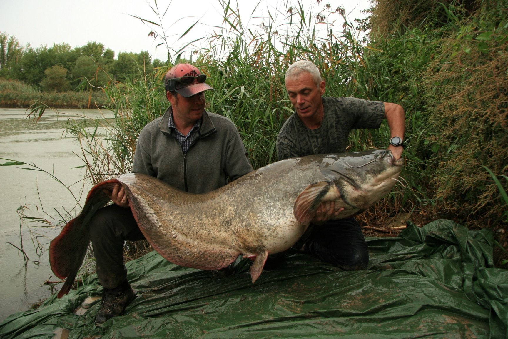 River Monsters Killer Catfish