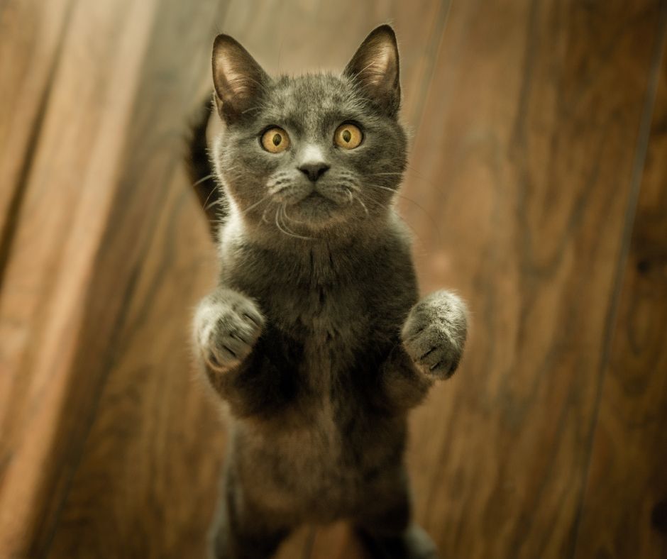 Value Vet tweet media