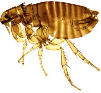 Microscope picture of a flea