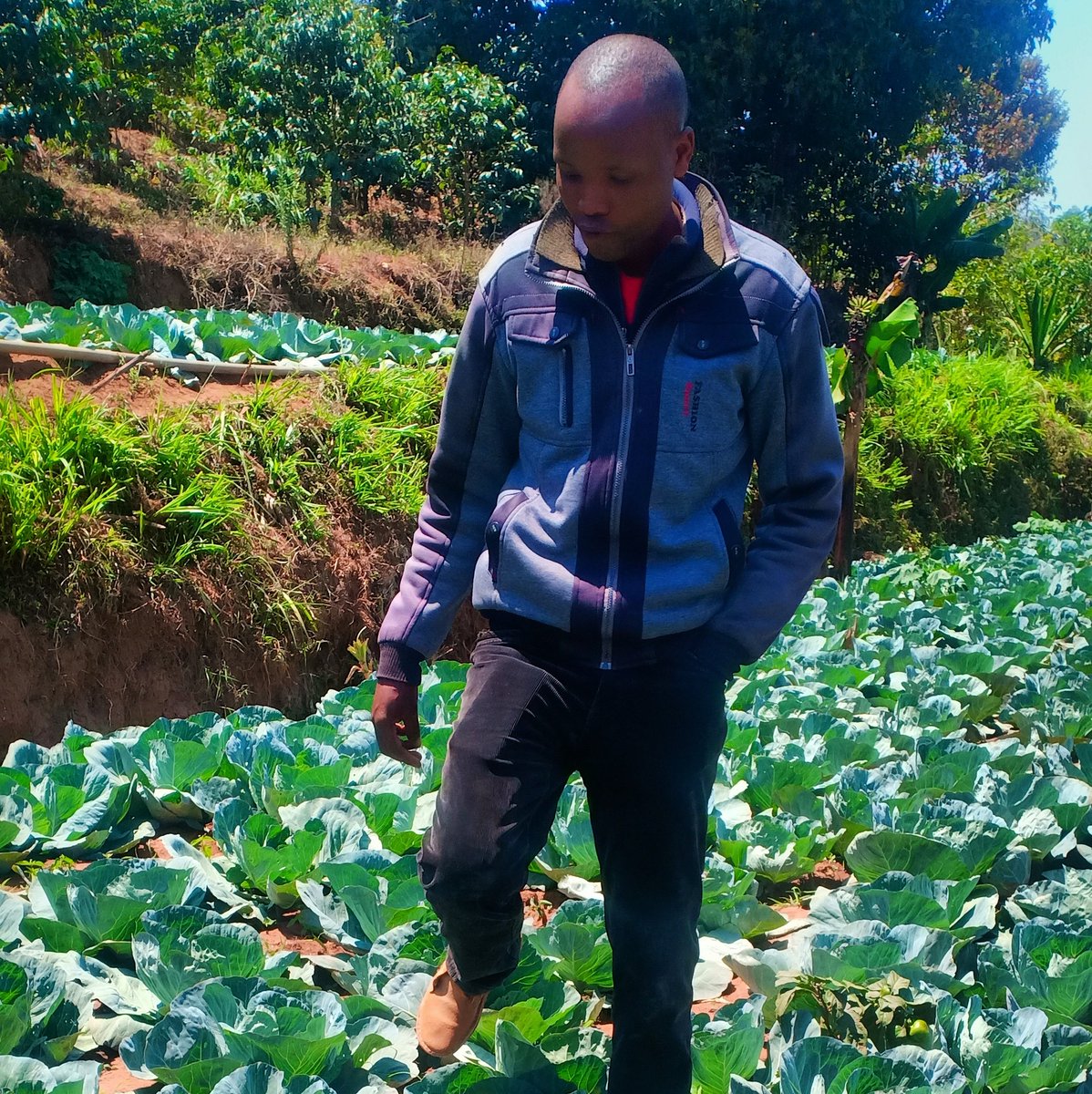 shambapride's tweet photo. Patrick Ng'ang'a, one of users of Farmers pride #DigiShoptechnology took us through his 2000 heads of cabbage farm and experience on how it is possible to run a successful farming enterprise through leveraging on agriculture technologies #youthinFarming #agritech #AfricaRising https://t.co/36CLvZRe4E