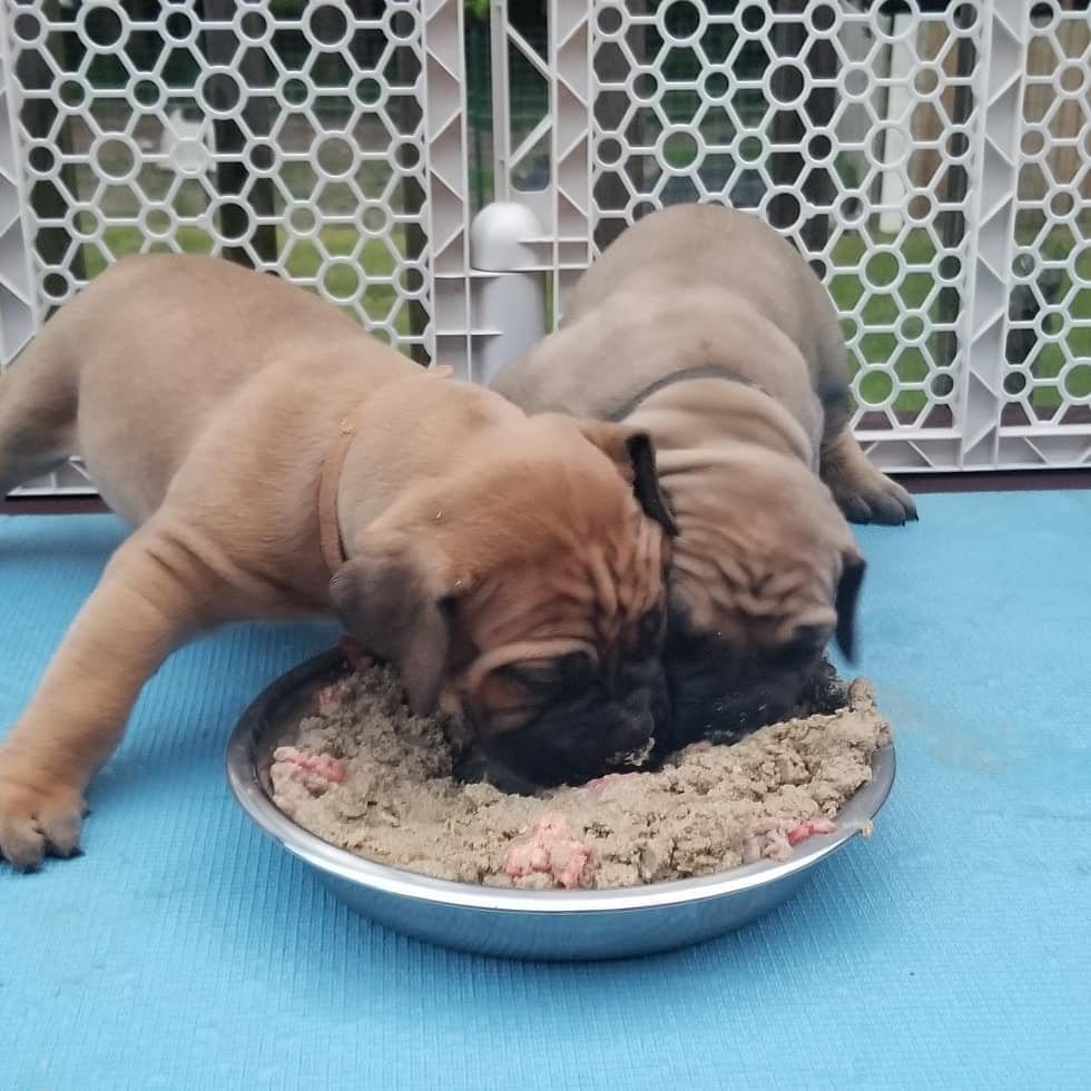 Kennelpride's tweet photo. DISCOUNT OFFER: Bull Mastiff Puppies are now available for 140,000. Offer valid while litter lasts. Call us now on 08182463630 to place your order #nigeria #dog #kennelpride #k9 #lagos  #abuja #dog #dogs #boxerpuppy #boxers #germanshepherd #pitbull #samoyed #ibadan https://t.co/Xy4V5Whivy