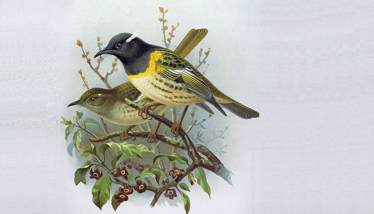 Stitchbird (Notiomystis cincta) #painting #art