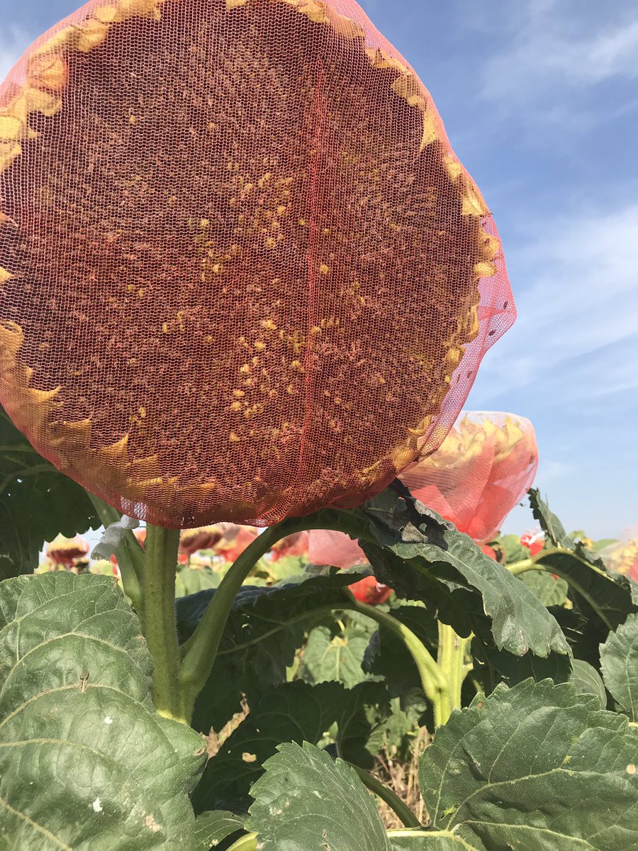Haider_Carberry's tweet photo. No more #BirdDamage. Birds’ flocks have to hunt a new feed point in Carberry now. Covering #sunflowers head with mesh bags really working to disappoint flying creatures. @CanadaSunflower @CropCentres @shane_dobson https://t.co/Kh3RcVcx23