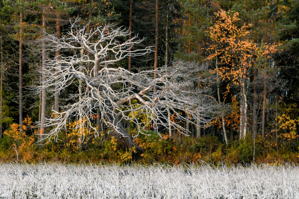 Travelpello's tweet photo. Winter pays a visit sometimes early in the autumn just to let us know that he's coming soon.
#autumn #frost #oldtree #winterwillcome #travelpello #pello #abovethearcticcircle #laplandfinland https://t.co/ve1HzRvZa1