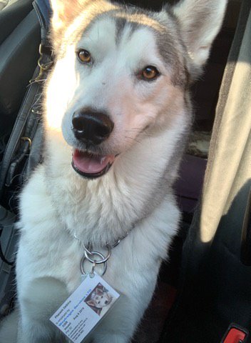 WayfreightTruck's tweet photo. At #Wayfreight our staff's dogs are considered employees, so they get issued ID cards. They come in pretty handy when you're posing as a staff member during Pizza Day. Here's Chleo and Pharaoh enjoying some of their employee perks. #trucking #truckingindustry #truckers #Guelph https://t.co/5ycjSeBZDc
