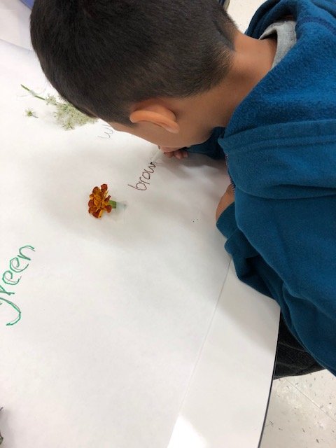Nature helped us learn our colors today🌺🍃🌻🌼
#newcomer 
#63success