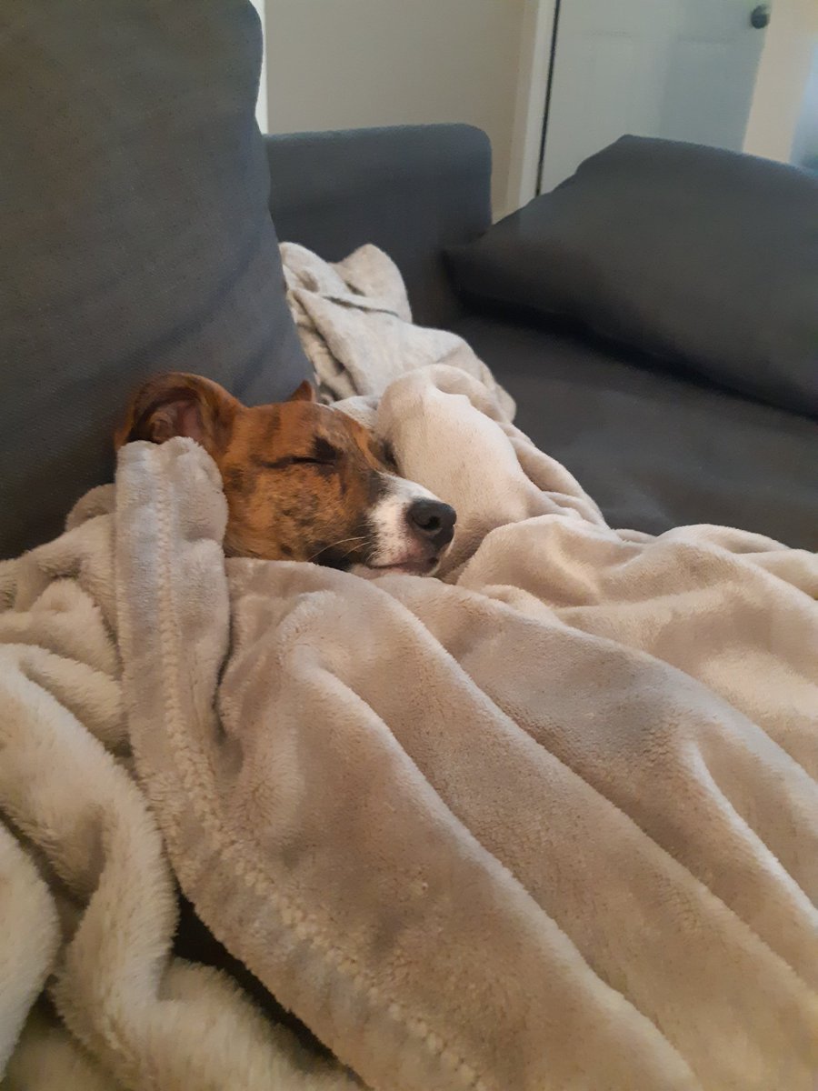 Look at my puppy napping! Now that I have your attention, #WaterlooWrites is starting for the Environment Grad students at 1pm today in Ev2-2022! All welcome! #uwaterloo  <a href="/EGSAuwaterloo/">ENV Grad Students Association</a> <a href="/GSA_UWaterloo/">GSA - UWaterloo</a>