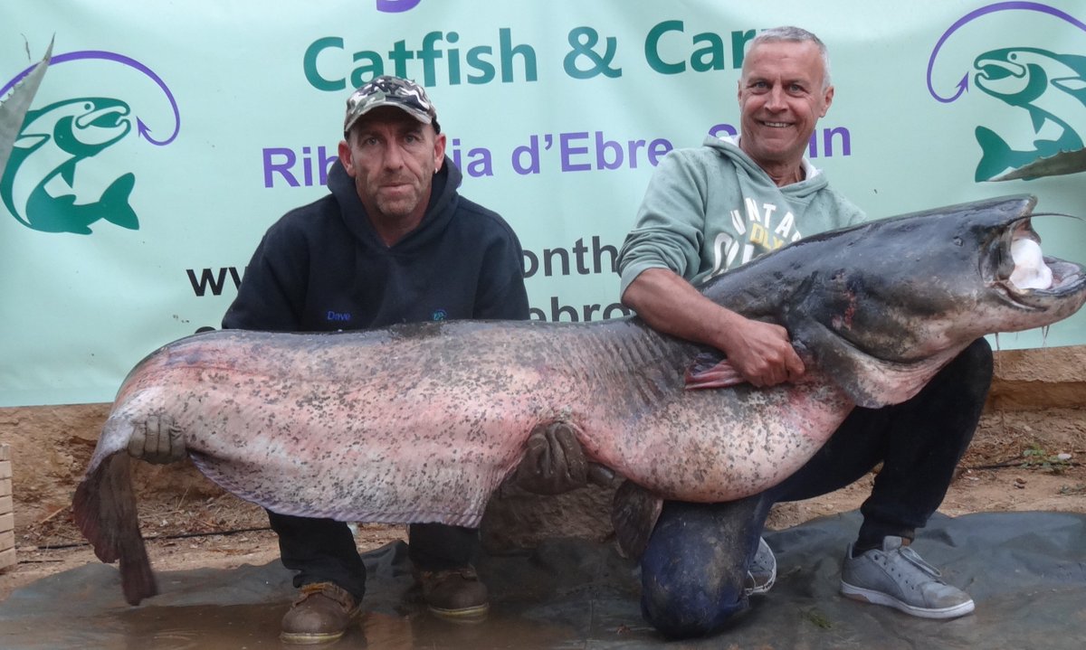 castingonebro's tweet photo. Craig S spent 4 days with us and smashed his PB 3 times with 2 being over the magic 100lb mark, 131lb and 152lb, well done craig #castingontheebro #rivercarp #catfish #ribarojadebre #riverebro #wildcarp #spain #gardenswims #100lbplus https://t.co/xfGeRCrFa7