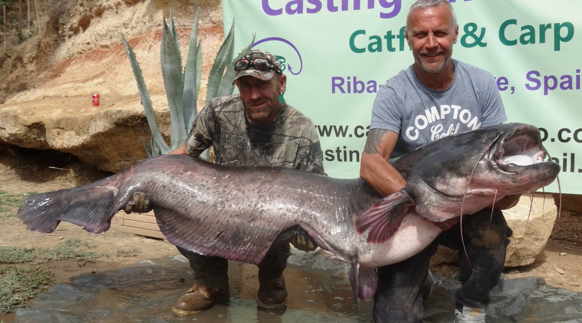 castingonebro's tweet photo. Craig S spent 4 days with us and smashed his PB 3 times with 2 being over the magic 100lb mark, 131lb and 152lb, well done craig #castingontheebro #rivercarp #catfish #ribarojadebre #riverebro #wildcarp #spain #gardenswims #100lbplus https://t.co/xfGeRCrFa7
