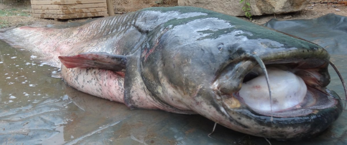 castingonebro's tweet photo. Craig S spent 4 days with us and smashed his PB 3 times with 2 being over the magic 100lb mark, 131lb and 152lb, well done craig #castingontheebro #rivercarp #catfish #ribarojadebre #riverebro #wildcarp #spain #gardenswims #100lbplus https://t.co/xfGeRCrFa7