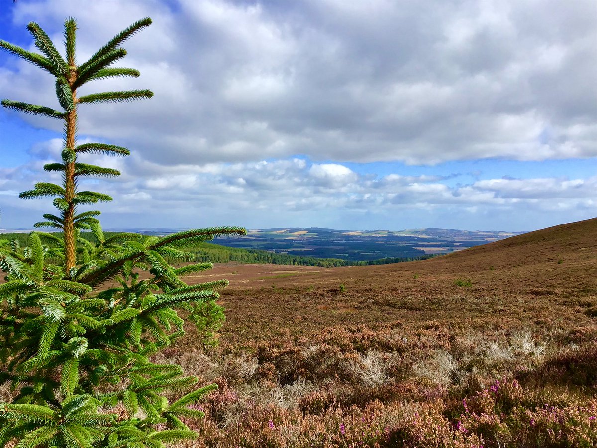 TheMackWalks's tweet photo. Today, Hill of Fare๐#walking #hiking #MeikleTap #Aberdeenshire #visitABDN https://t.co/TJwkBGWgNE