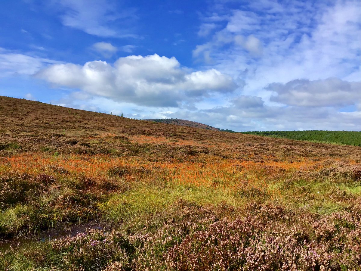 TheMackWalks's tweet photo. Today, Hill of Fare๐#walking #hiking #MeikleTap #Aberdeenshire #visitABDN https://t.co/TJwkBGWgNE