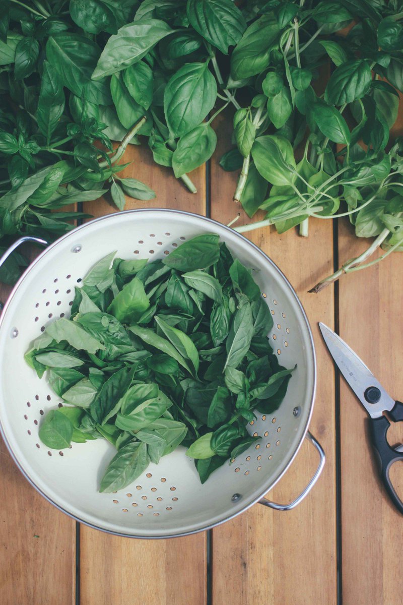 well_essentials's tweet image. Authentic Homemade Italian Summer Pesto bit.ly/2P0V7or