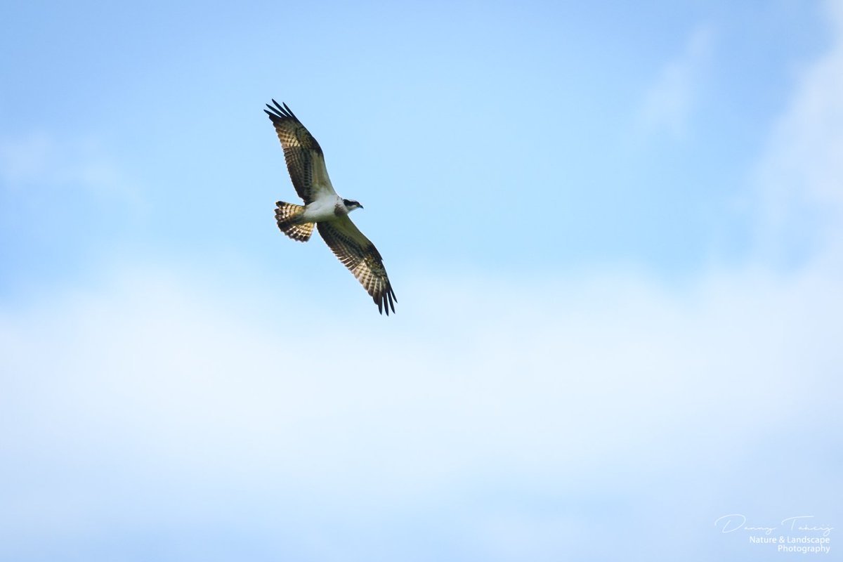 DannyTaheij's tweet photo. Vanmiddag even wezen kijken of de Visarend zich nog liet zien..   #visarend #middendelfland #duifpolder #kwakel #nikonnl #nikonphotography #natuurfotografie #polder #vogels @vogelnieuws #birds
 @JerkerSpits @BoswachterGuus @MiddenDelflandV https://t.co/hZXx9SMc0F