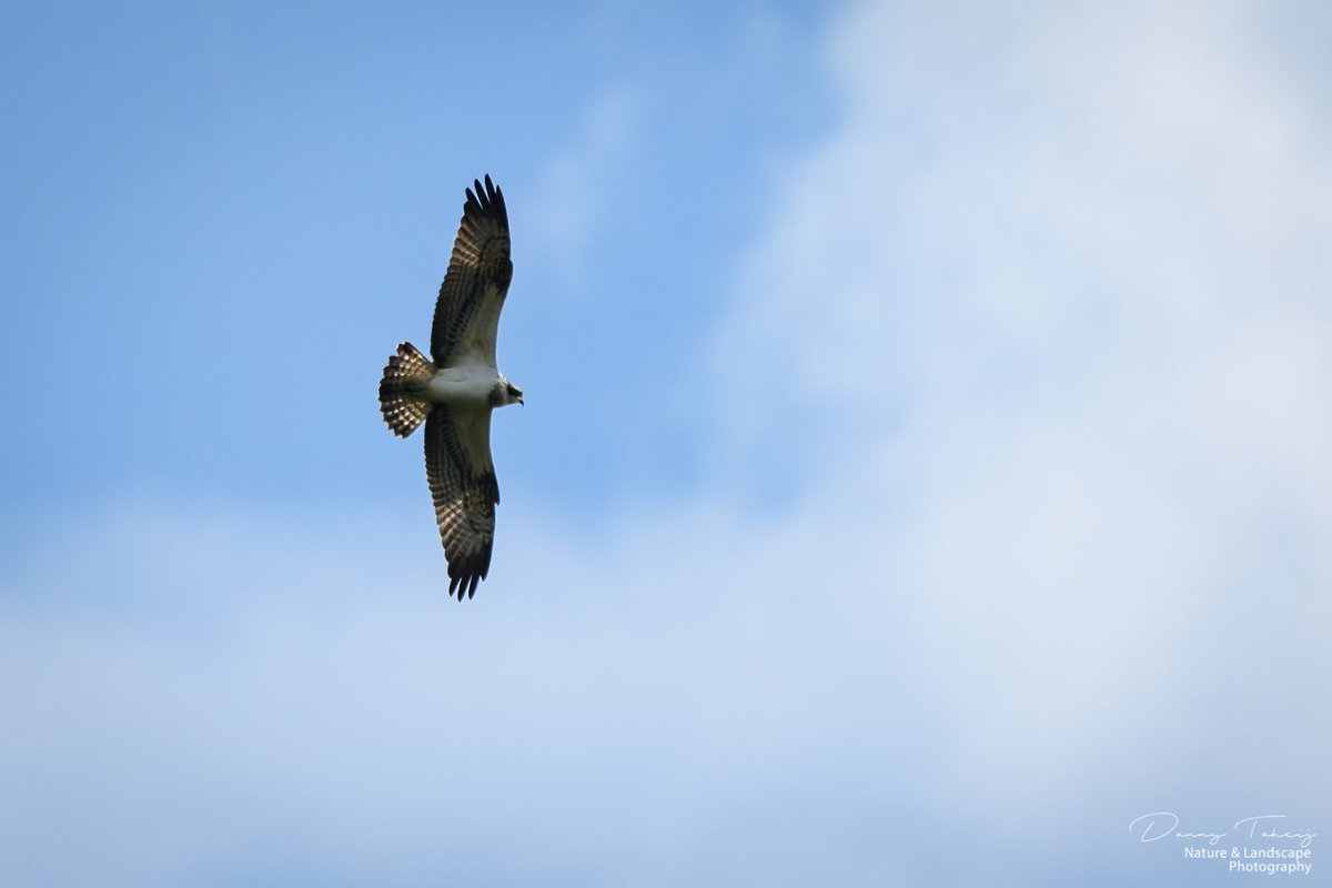 DannyTaheij's tweet photo. Vanmiddag even wezen kijken of de Visarend zich nog liet zien..   #visarend #middendelfland #duifpolder #kwakel #nikonnl #nikonphotography #natuurfotografie #polder #vogels @vogelnieuws #birds
 @JerkerSpits @BoswachterGuus @MiddenDelflandV https://t.co/hZXx9SMc0F
