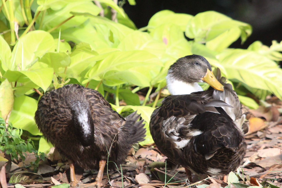 Magnificent Colombia tweet media