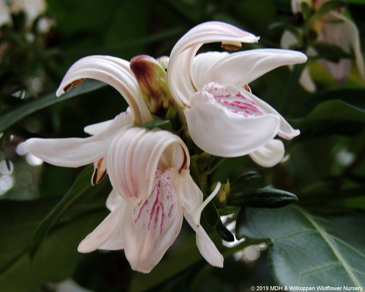 IndigeNews - Witkoppen Wildflower Nursery's Newsletter - mailchi.mp/webmail/j3nxkf… 
please tell us what you think of the new format. Enjoy!