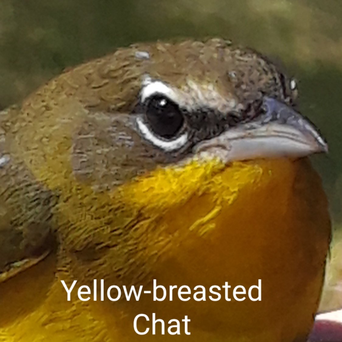 Yellow-breasted Chats are a hard to classify species. They mimic calls, so they may be mimids, they are yellow and green, so they may be warblers, the spectacles, coloration and attitude suggest Vireos, but the DNA suggests accentors (an old world group). What do you think?