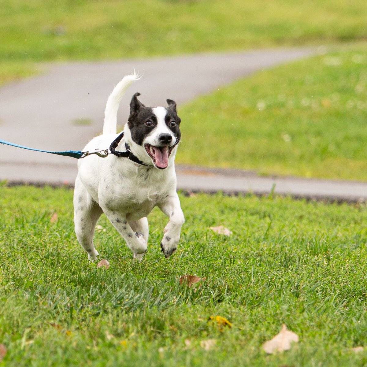 Many kudos to <a href="/pulte/">Pulte</a> for spreading such amazing philanthropy! Retweeting on behalf of the good furbabies like Charlie who come to HSHV for medical treatment, food and shelter &lt;3
pulte.org/r