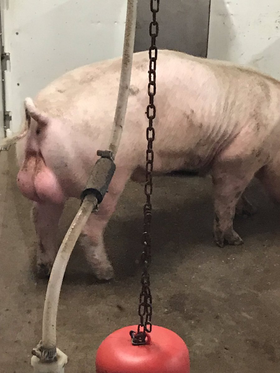 MmeDebbieDuncan's tweet photo. All about pigs @aitcmb @varennesLRSD #amazingag https://t.co/mT0ABEuJUA