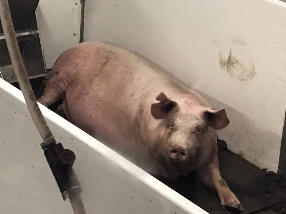 MmeDebbieDuncan's tweet photo. All about pigs @aitcmb @varennesLRSD #amazingag https://t.co/mT0ABEuJUA