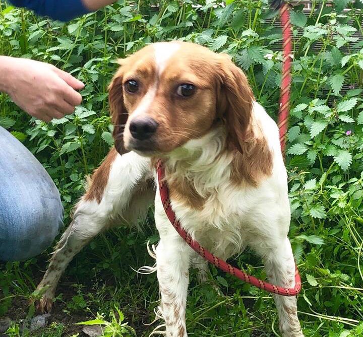 ZanteStrays's tweet photo. 😃HAPPILY HOMED😃
See below how scared Merenta was after family moved house &amp; she’d been surrendered😞Now she’s in her very own #ADOPTED forever home-been if her new family move!

Thank you for every tweet &amp; Facebook share that finds loving homes for these sweet souls💕

#Dog https://t.co/NpAM9VrYxd