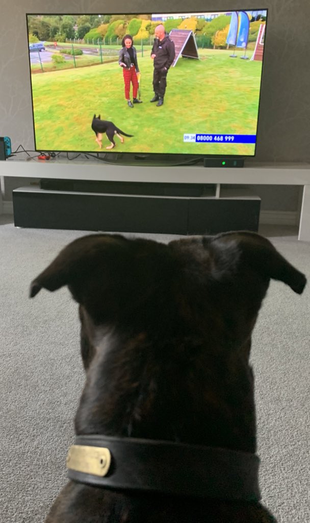 PoliceDogCooper's tweet photo. PD Cooper could not wait to watch his best mate PD Barry @Bear02988 and all his other pals @StaffsDogs on TV this morning we were on nights so as soon as we were up, it was on, you were all brill. ๐พ
He was up and down like a yo-yo cheering his buddyโs on. @John04114 #Pup2pd https://t.co/I3lQnnnYkx