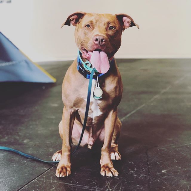 Opportunity Barks tweet media