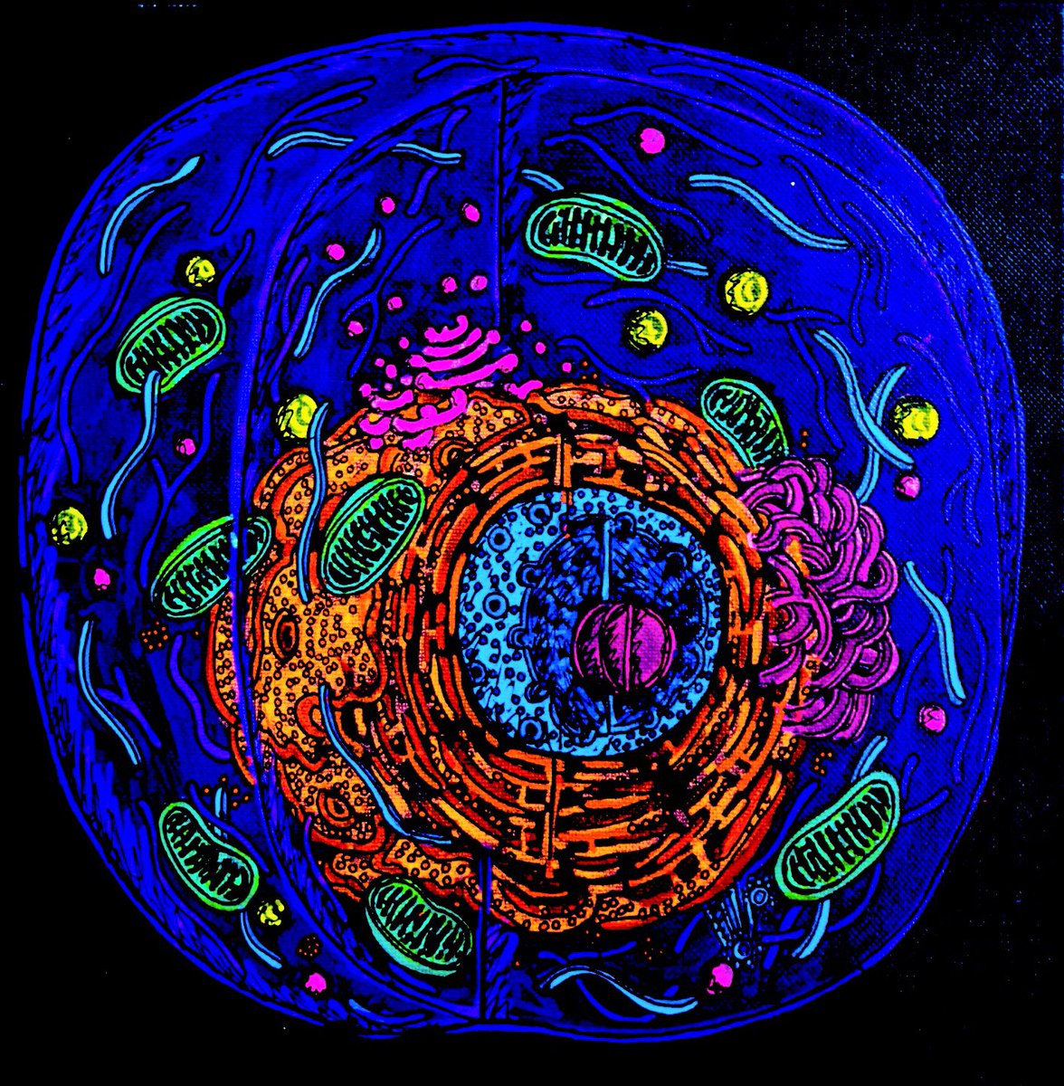 HansonsAnatomy's tweet photo. My #fix19talent is painting!!! so thankful for this awesome outlet to combine my love of science and art #fix19 #fix19talents #feminem https://t.co/cNH7SHOJNl