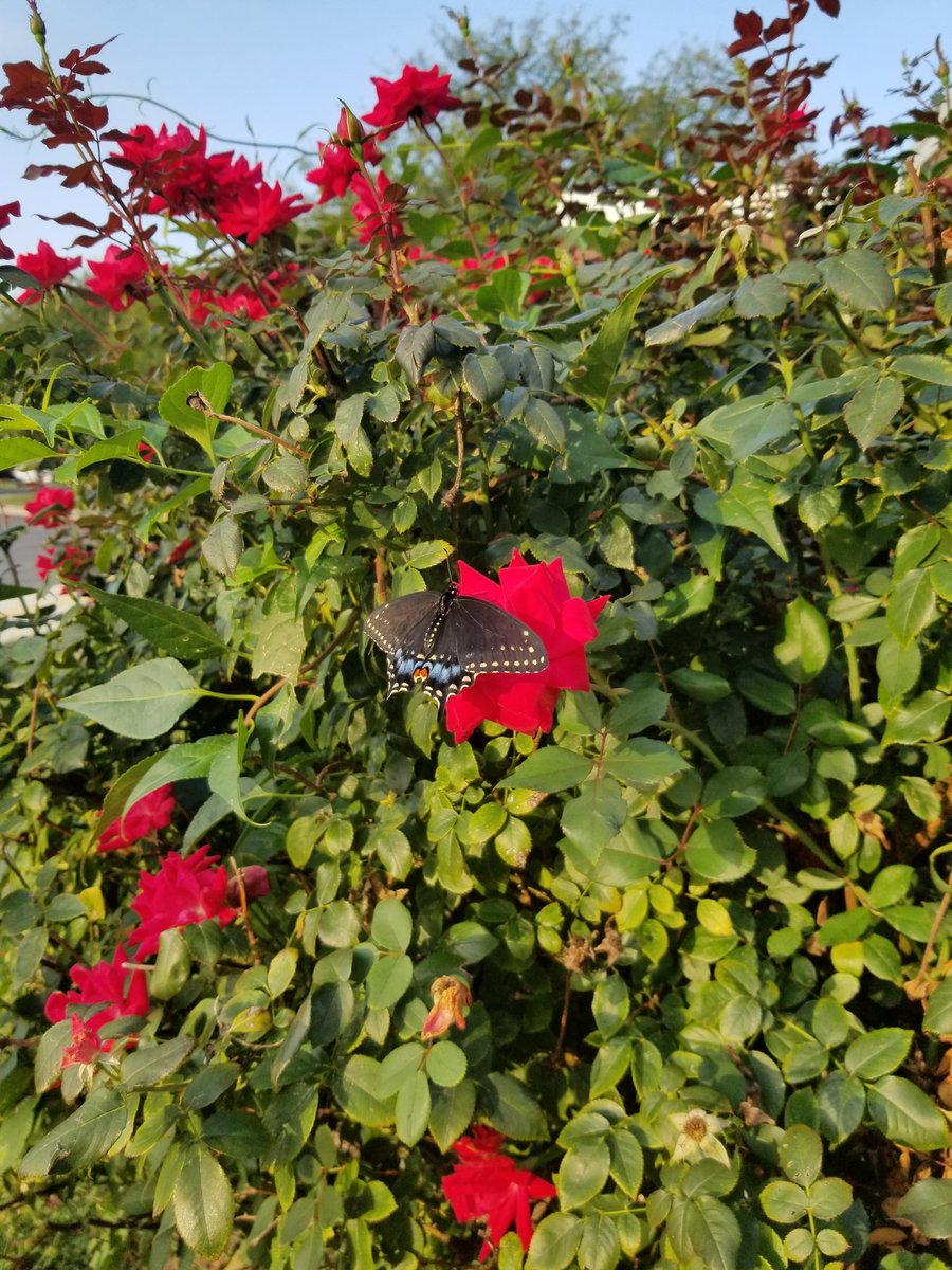 stacy5thgrade's tweet photo. When you have to stop reading to release a butterfly that emerged from his chrysalis. https://t.co/MgG0a3K4AC